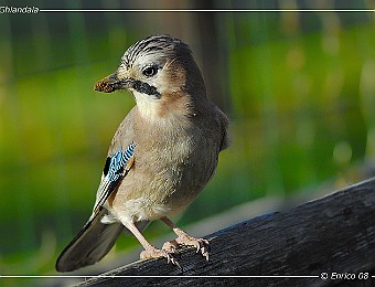 Animali 208